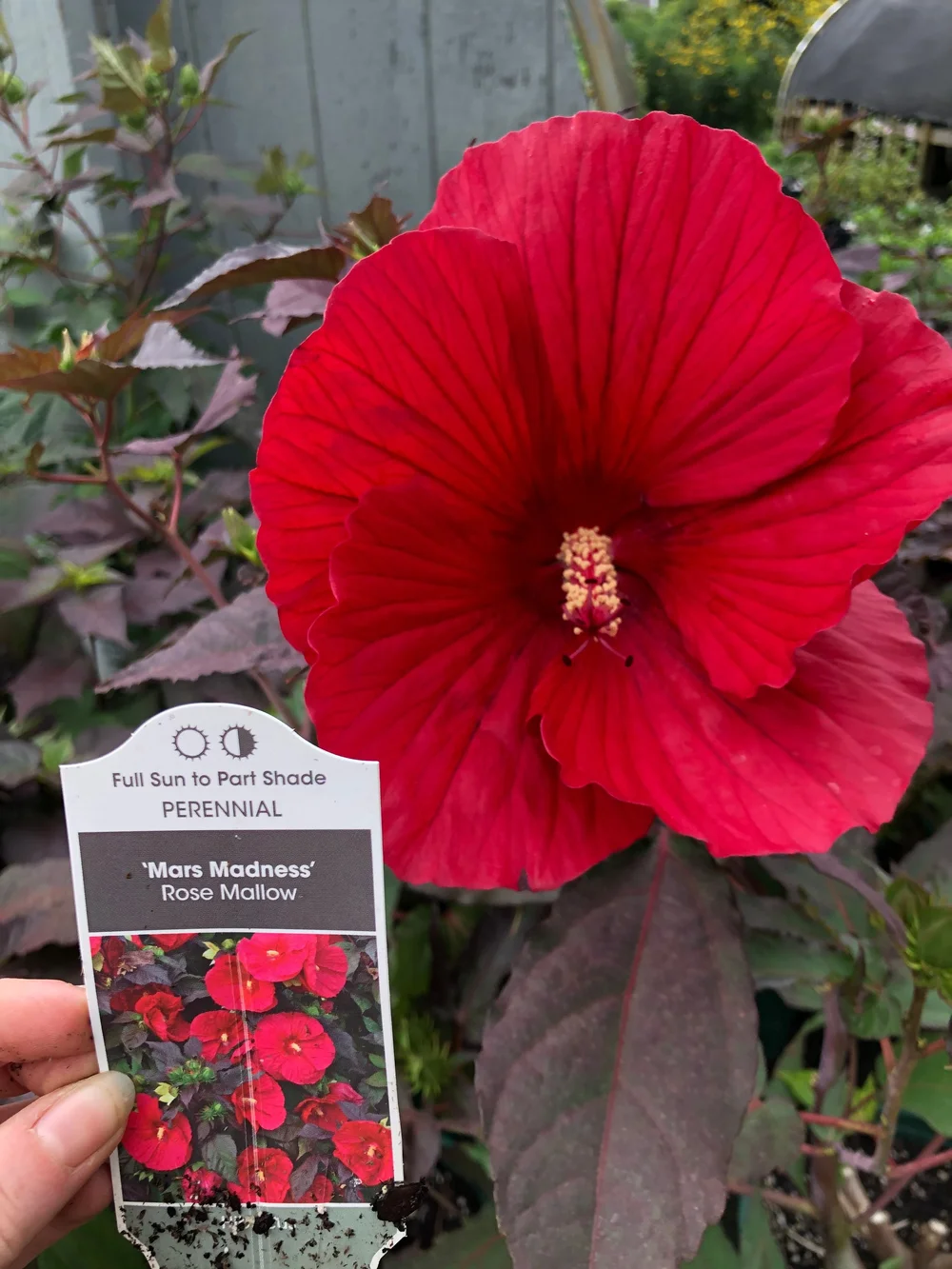 HIBISCUS — Vineyard Gardens